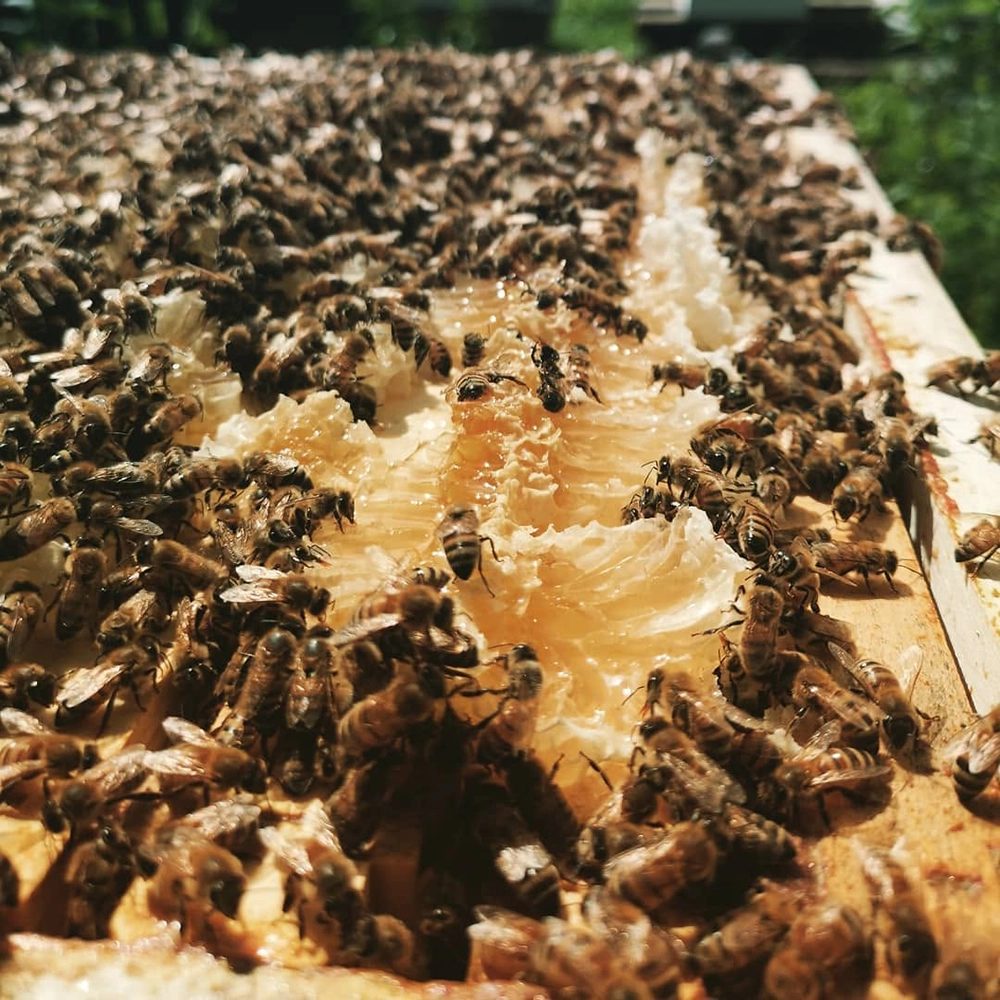 Honeybees on an open comb