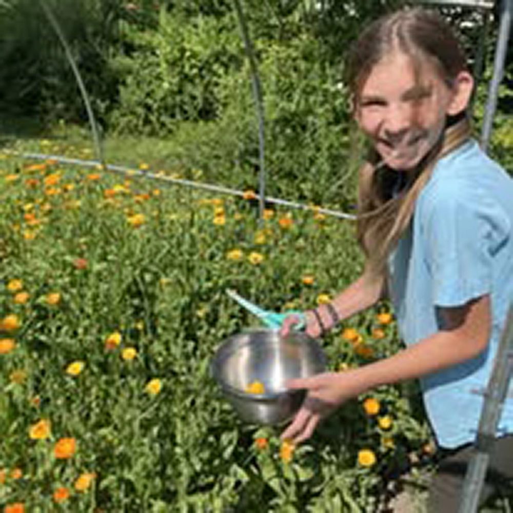 Picking calendula flowers on the farm