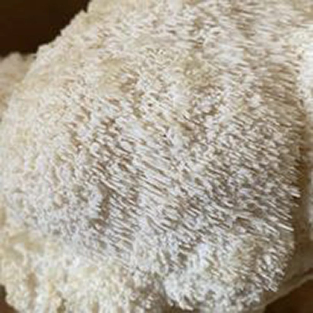 A lion’s mane mushroom
